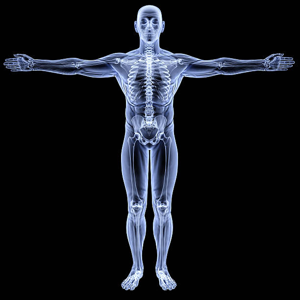cuerpo - the human body anatomy rear view men fotografías e imágenes de stock