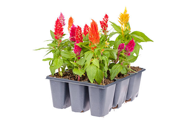 celosia バラエティパック - 一年生植物 ストックフォトと画像