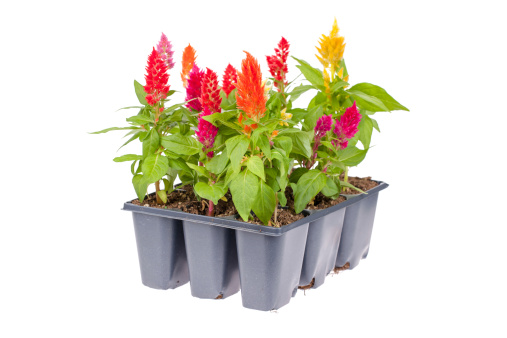 A variety pack of celosia flowers ready for planting isolated on white