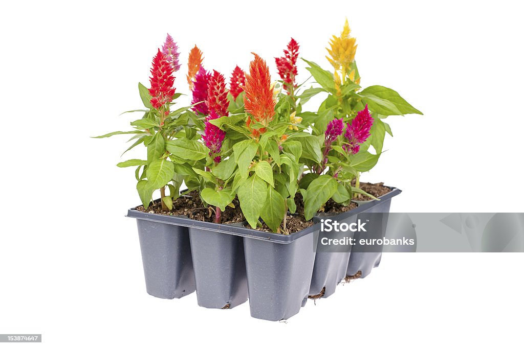 Celosia różnych Pack - Zbiór zdjęć royalty-free (Kwiat - Roślina)