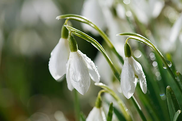istock snowdrop flower in morning dew, soft focus, perfect for postcard 153874796