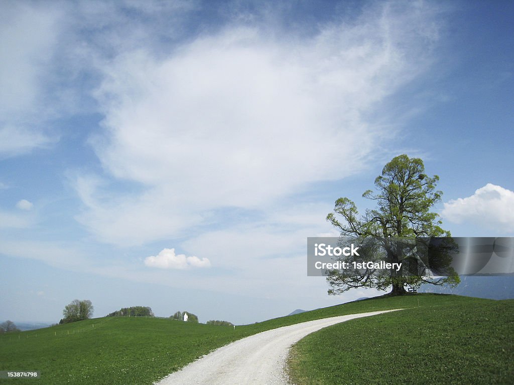 linden near the way linden near the way (2), region samerberg, bavaria, Germany Bavaria Stock Photo