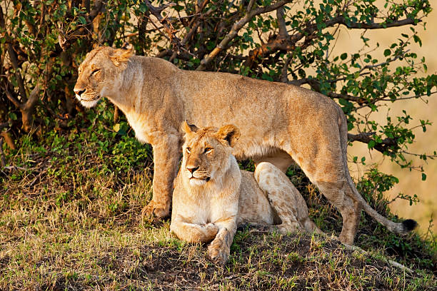 [url=http://www.istockphoto.com/search/lightbox/12140723/#1e97b20] \