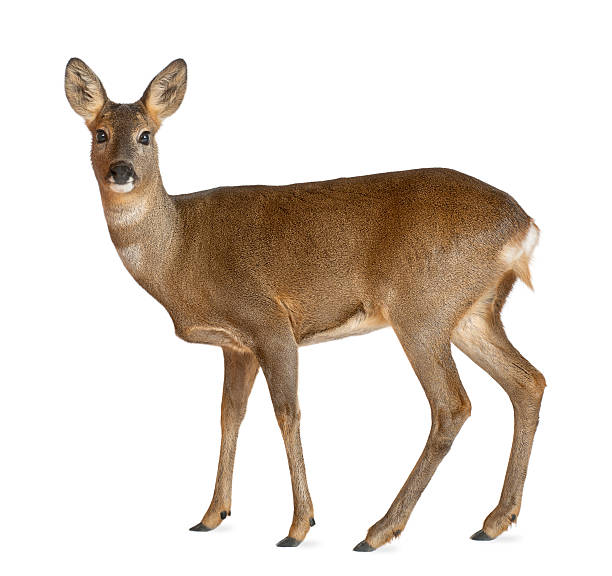 European Roe Deer standing against white background European Roe Deer, Capreolus capreolus, 3 years old, standing against white background female animal stock pictures, royalty-free photos & images
