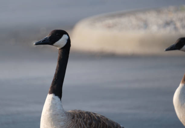 istock Geese walk the lot 1538771551