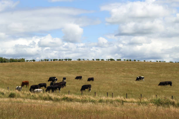 istock Nature in Scotland 1538775599