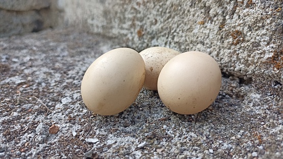 Free-range chicken eggs ready to be processed into delicious and nutritious food