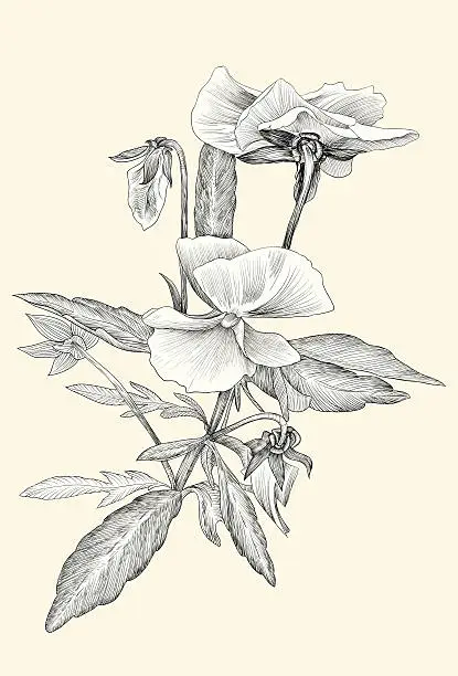 Vector illustration of Flower Line Art