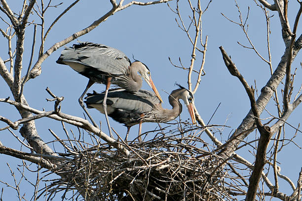 istock great blue heron pair add to nest 153878682