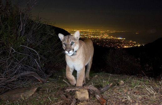 This mountain lion looks at the camera as it climbs the hills near Los Angeles, the Santa Monica Pier and the Pacific Ocean.  Mountain lions are also known as cougars and pumas.  There are only two megacities with urban big cats - Mumbai and Los Angeles. The cougar in this picture lives in the Santa Monica Mountains and is surrounded by deadly freeways along with other wildlife such as foxes, bobcats, deer and increasingly, people.  The world’s largest wildlife crossing (The Wallis Annenberg Wildlife Crossing) is helping these animals survive by giving them interconnectivity to improve their genetic diversity.