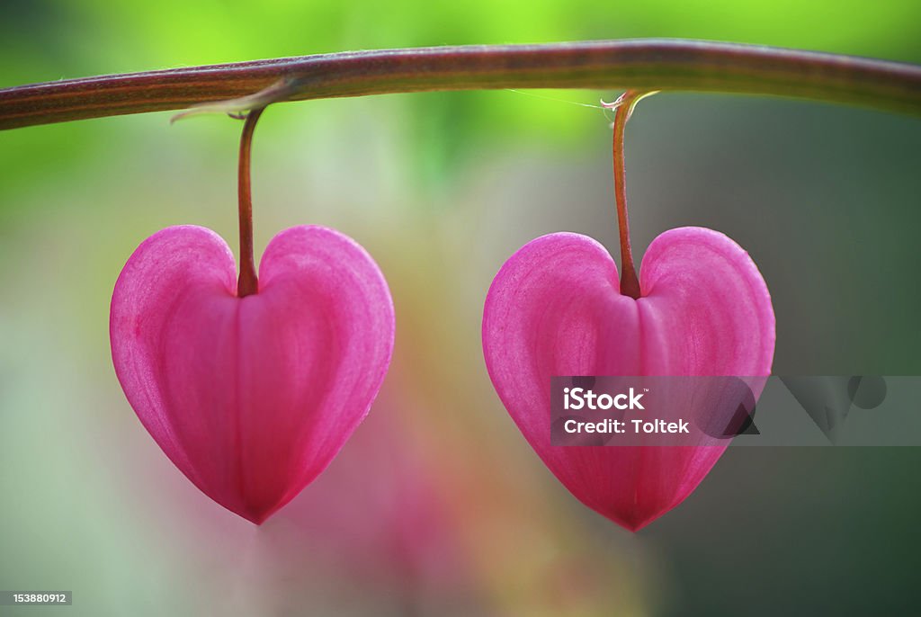 Two heart flower Two heart flower. Concepual design. Heart Shape Stock Photo