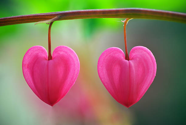 two-heart-flower.jpg