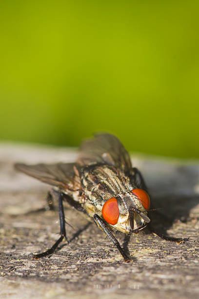 mosca de la carne (sarcophaga bercaea - close up animal eye flesh fly fly fotografías e imágenes de stock