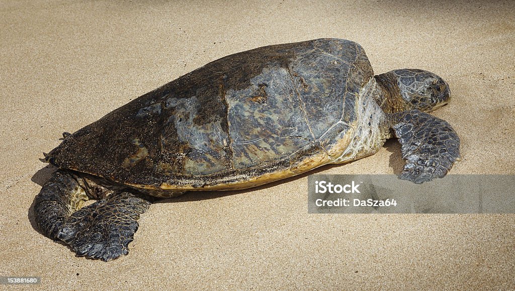 바다 거북이 - 로열티 프리 거북이 스톡 사진