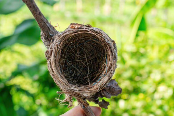 beautiful bird's nest on green background.Empty Bird's nest