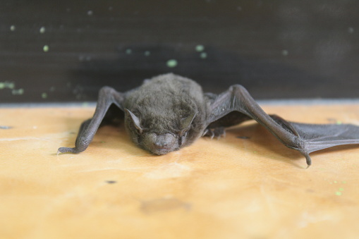 Bat on a stem. The bat is looking into the camera.