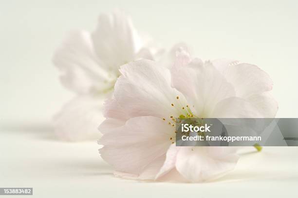 Cherry Blossom Stockfoto und mehr Bilder von April - April, Baum, Bildschärfe