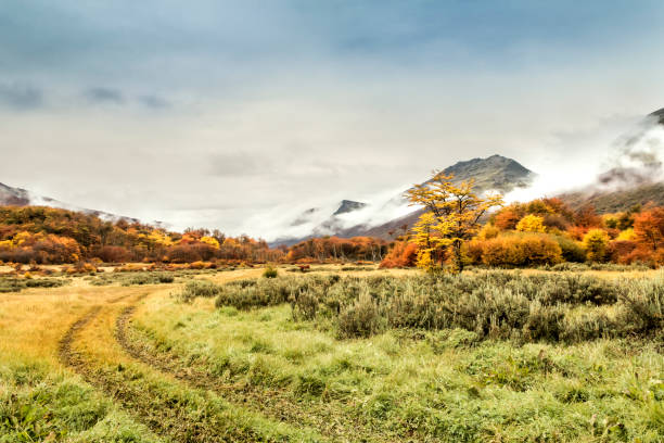 krajobraz lasów subantarktycznych w pobliżu miasta ushuaia, ziemia ognista (ziemię ognistą), patagonia, argentyna. - tree patagonia autumn green zdjęcia i obrazy z banku zdjęć