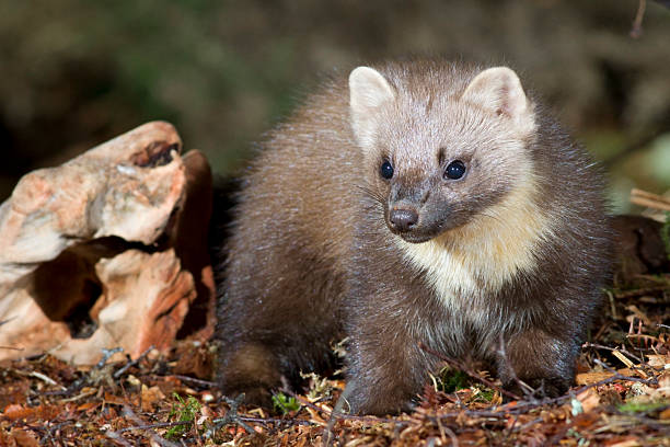 istock European Pine Marten 153883624