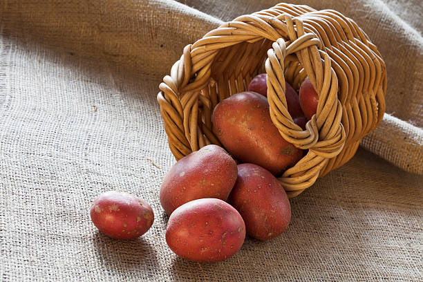 赤色ポテト散乱は、籐のバスケット - red potato raw potato burlap red ストックフォトと画像