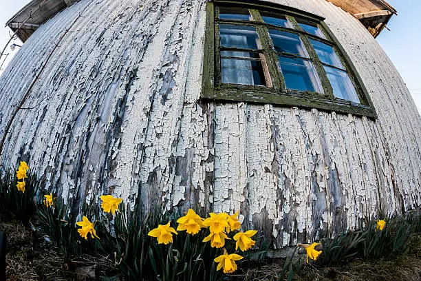 Yellow daffodills against weathered old house wall photographed with fisheyelens