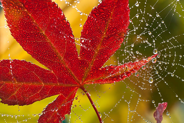 foglia di acero giapponese - japanese maple leaf water japan foto e immagini stock