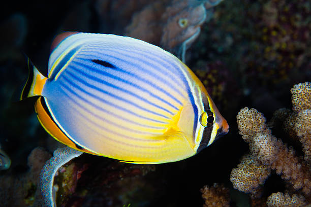 istock Redfin Butterflyfish, Maldives 153885891