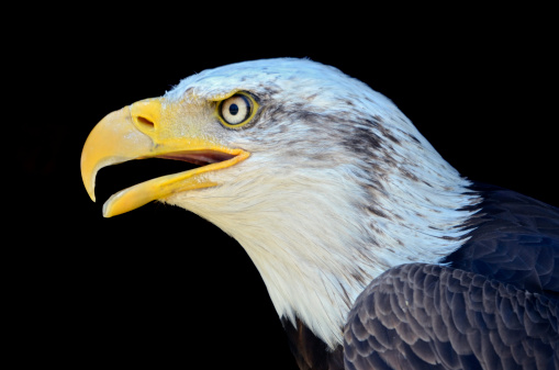 Profile portrait of bald eagle (Haliaeetus leucocephalus), the open beak, on black background