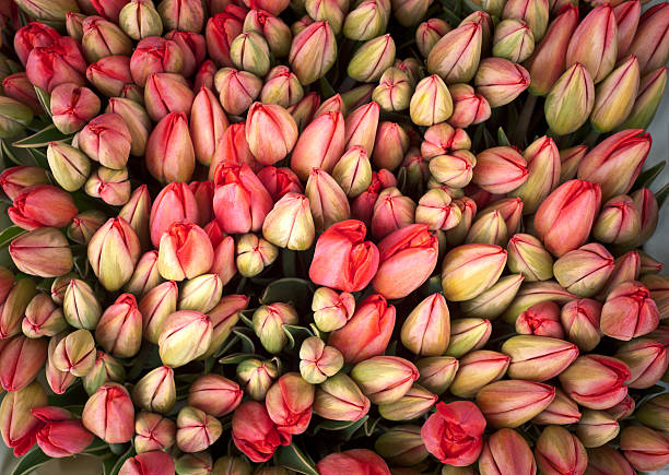 Large bunch of Tulips stock photo