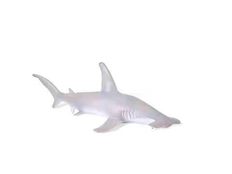 Miniature hammerhead shark isolated on white