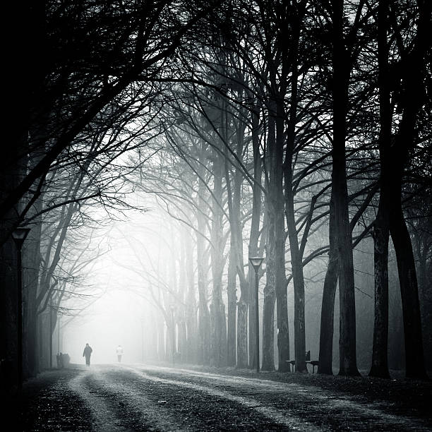 istock Pathway in forest in foggy weather 153887239