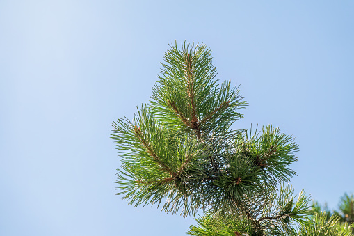 Green pine tree with long needles on a background of blue sky. Crown of lush green pine tree with long needles. Freshness, nature, concept. Pinus pinea, also known as the Italian stone pine, umbrella pine and parasol pine