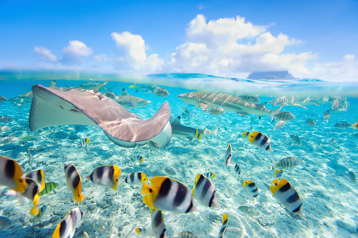 Colorful fish, stingray and black tipped sharks underwater in BoraBora lagoon