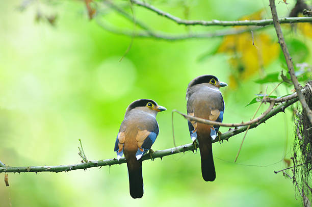 istock colorful tropical bird 153888696