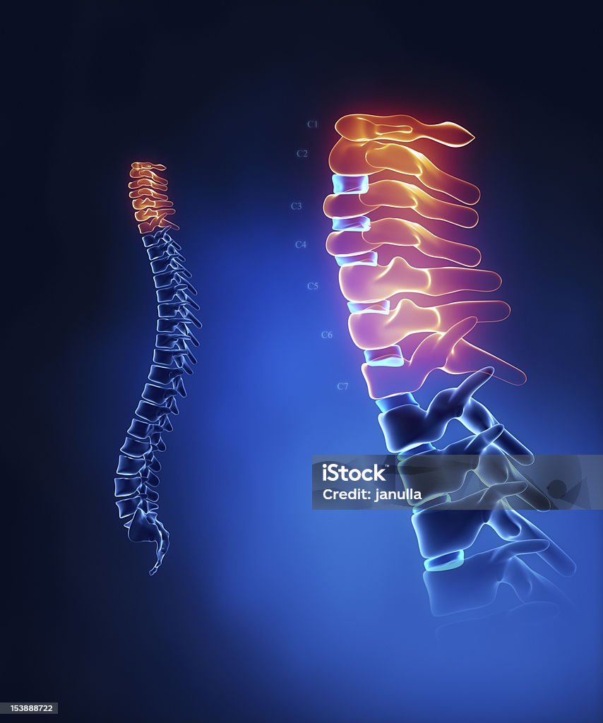 Anatomie de la colonne cervicale en détail - Photo de Adulte libre de droits