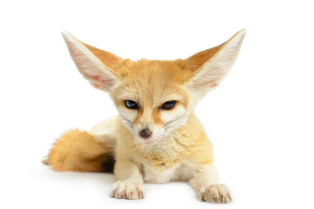 30+ Fennec Fox Animal Eye Beige Fox Stock Photos, Pictures & Royalty-Free  Images - iStock