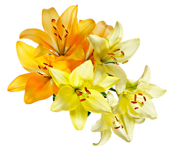 istock Orange and white-yellow lilies 153889099