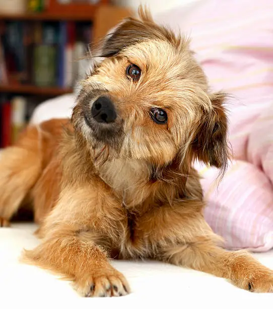 Cute dog lying on the bed looking into the camera