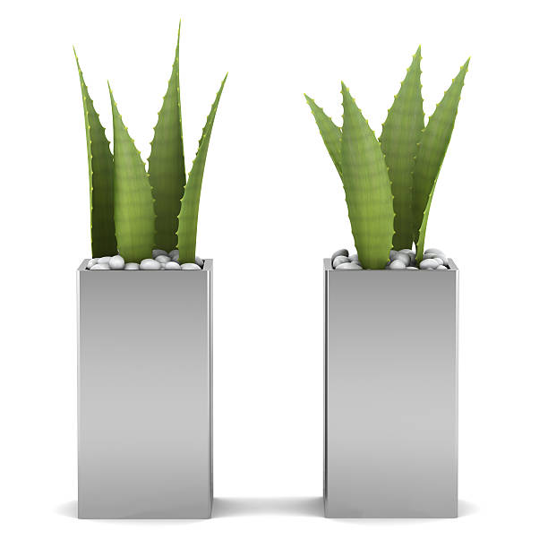 istock two potted aloe plants isolated on white background 153889296