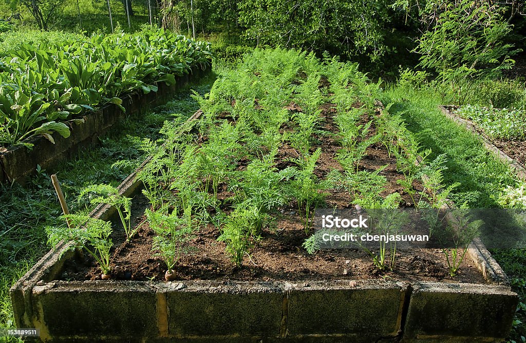 The Young carrots on plant Agriculture Stock Photo