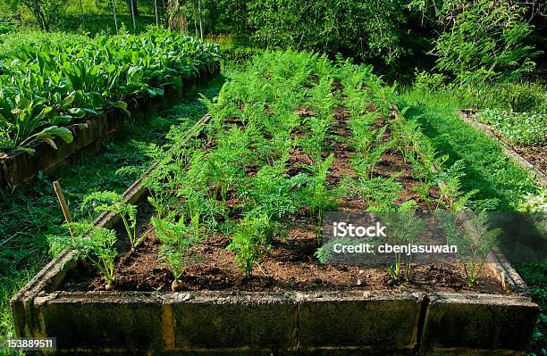 The Young Carrots On Plant Stock Photo - Download Image Now - Agriculture, Backgrounds, Bed - Furniture