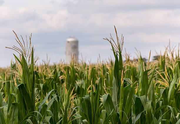 istock Corn crop flowers with silo in distance 153889665