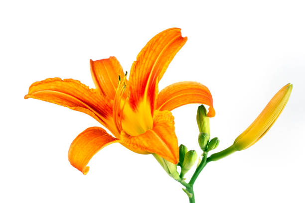 istock Orange lily on a white background. 1538914925