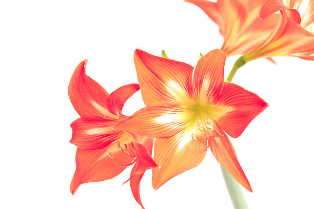 istock Photo beautiful red lily on white background 153891500