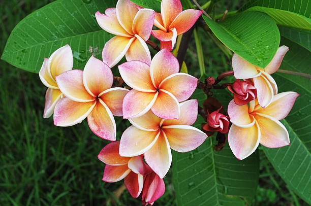 istock flower in garden 153891975