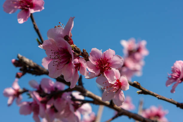 Peach Tree Blossoms stock photo