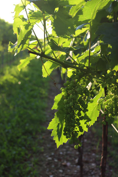 istock Bunch of green grapes against sunlight 1538925965