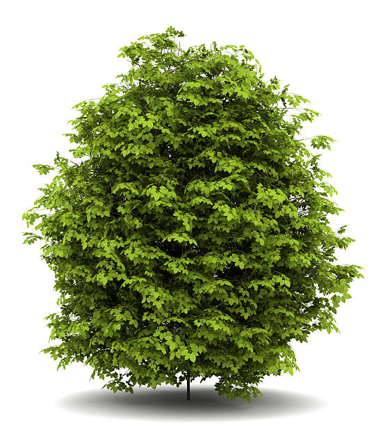 istock euonymus verrucosa bush isolated on white background 153893690