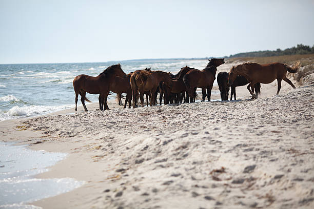 istock Wild horses on the beach 153895927