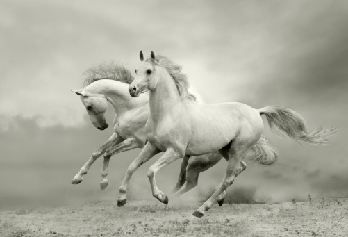 white horses run in dust